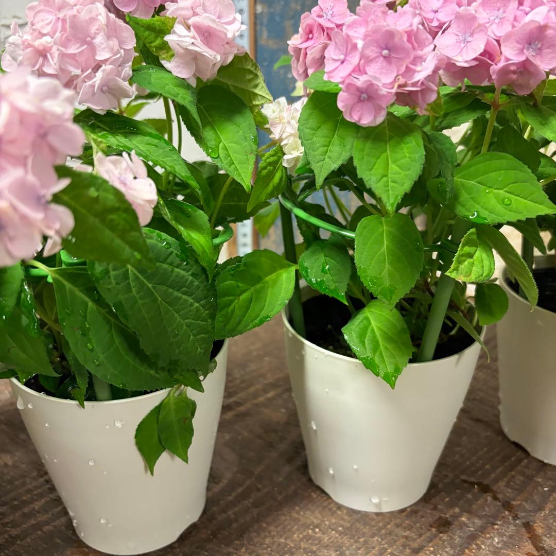 hydrangea<br>hydrangea<br>4 inch
